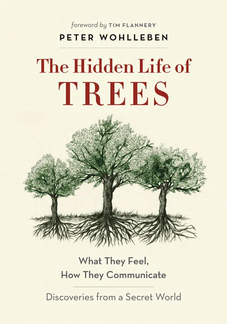 Featured image for Résumé de « La Vie cachée des arbres » par Peter Wohlleben